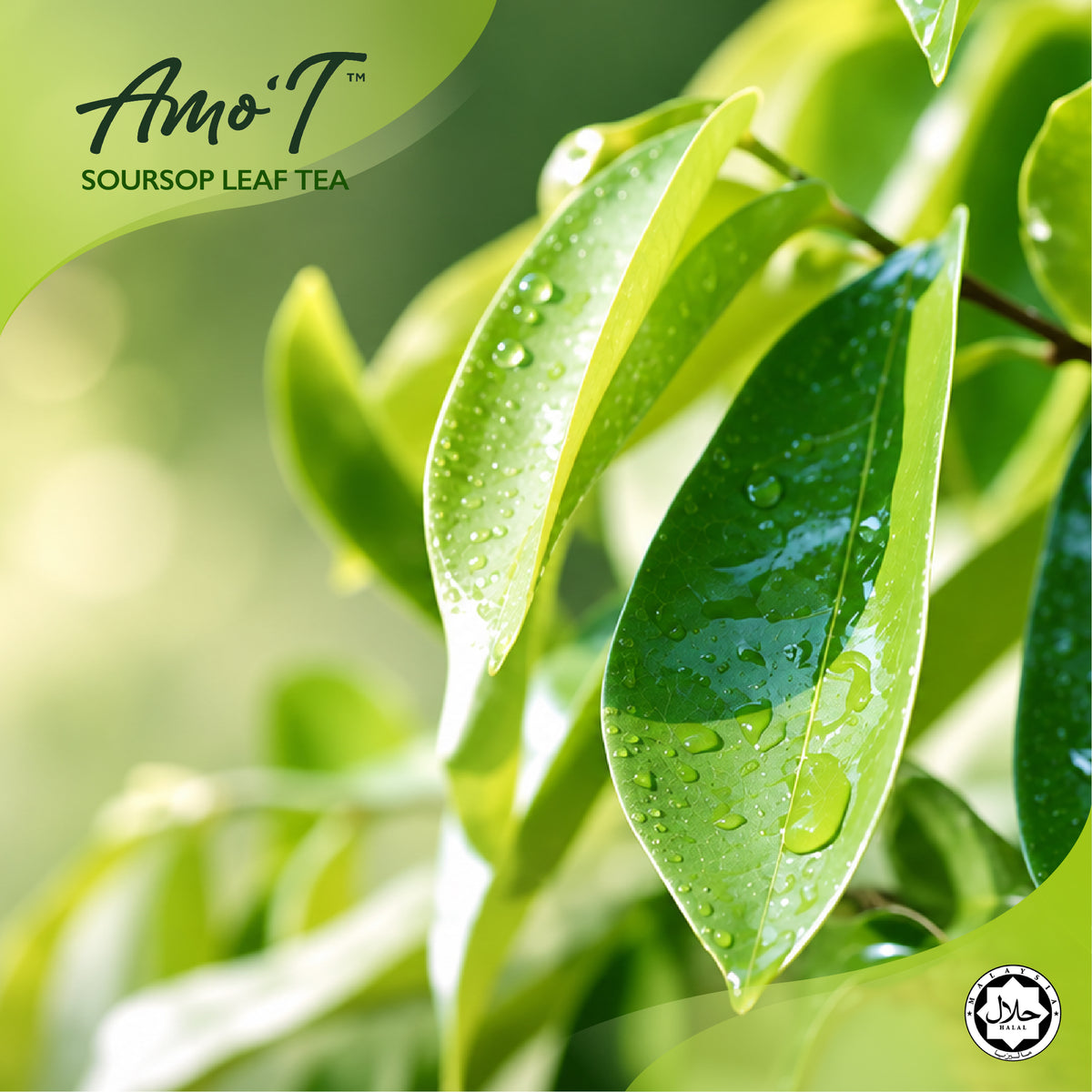 Amo'T Pure Soursop Leaf Tea